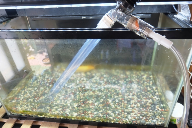 メダカ水槽の水替え、もう限界ですか？「水替え不要」は夢じゃない！