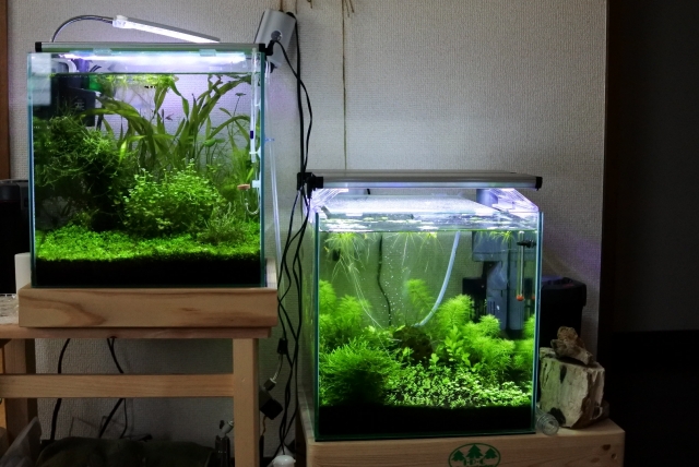 自然の力を最大限に活かすソイルと水草システム
